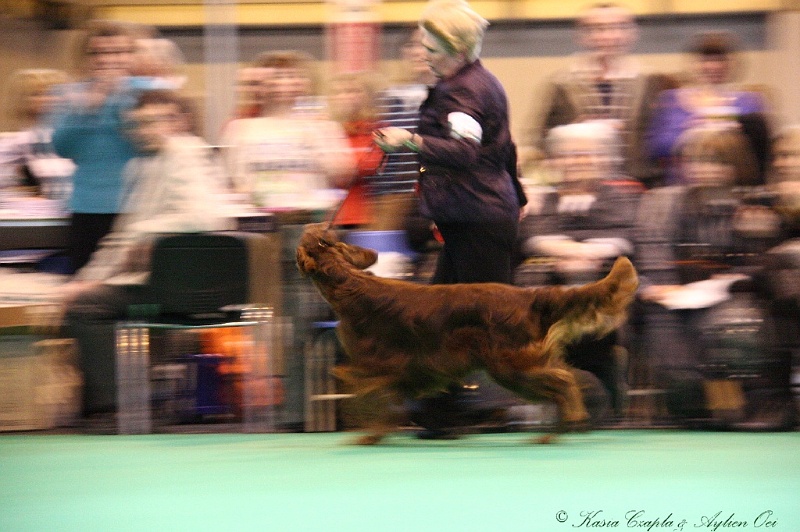 Crufts2011_2 171.jpg